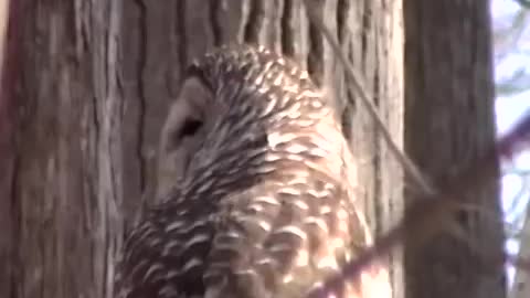 Scary!! Owl spinning his neck 360°