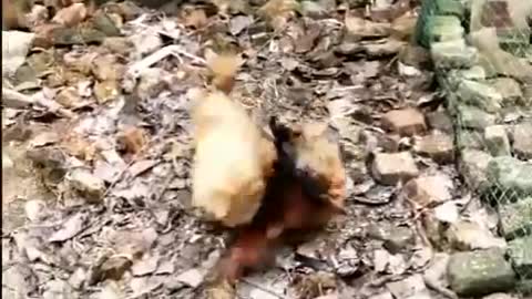 Dog V/S Chicken fights this way too Funnycompilation