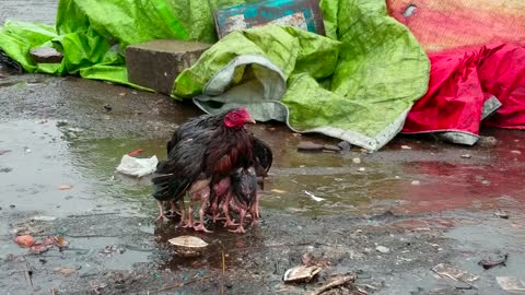 Mother Hen Shelters Chicks Beneath Her Body In The Rain