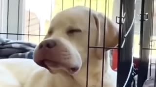 Funny dogs