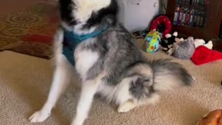 Dog tries to Sing a Song