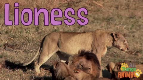 LIONS Animals For Kids learn