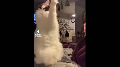 FUNNY CAT MEMES COMPILATION 2
