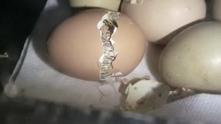 Chick hatching out of egg