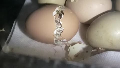 Chick hatching out of egg