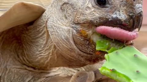 Nom nom nom 🐢✨💕 happy Thursday