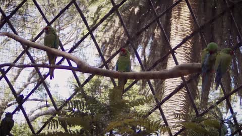 Macaw Bird Pen Cage Footage Zoo Animal Wild Life 🌴🌴🌴🌴🌴🌴