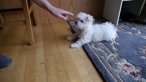 Cute little Maltese puppy dog barking and chewing on rug funny videos things puppies bark animals