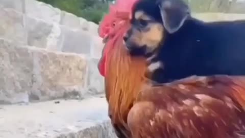 Cute dog and hen friendship video