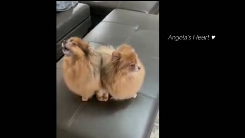 Whoopty Woo Twin Dogs singing out loud