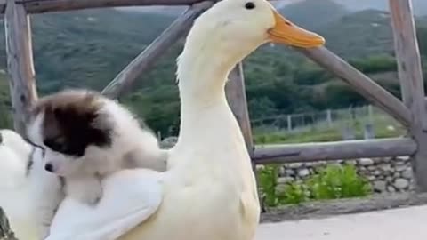 Funny Animal Videos - Awesome Funny Pet Animals | Cute Animals | Super Funny Dog Video