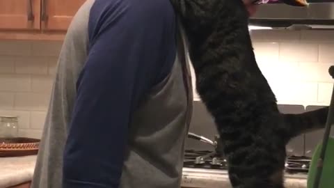 Cat gives a hug then gets mad