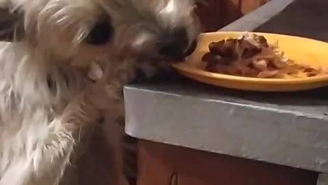 Luna Snacks On Her Owner's Food