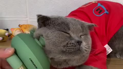Baby cats massage