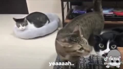 Talking Cats {MUST WATCH}