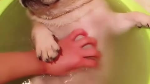 Bathing Dog Cute Video