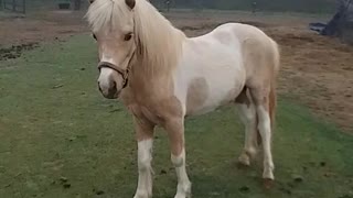 Galloping Mini Stallion