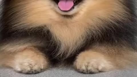 Ultimate Baby Dogs - Cute and Funny Dog Videos Compilation