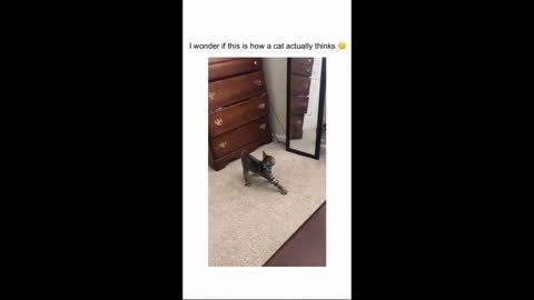 Cat fight with himself on mirror