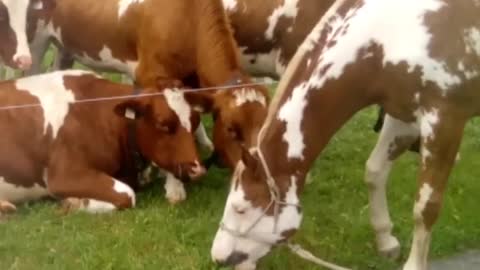 Curious cows fascinated by horse's appearance
