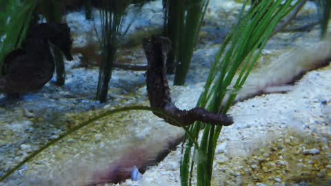 sea horse seahorse ocean marine tank
