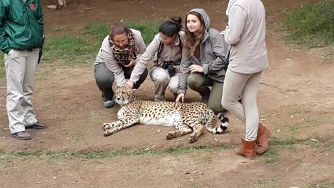 Group of girls give Cheetah some love
