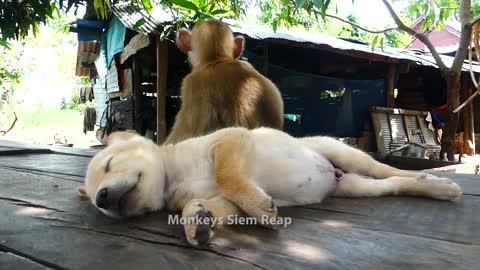 Cute puppy and little monkey / monkey grooming puppy to sleep