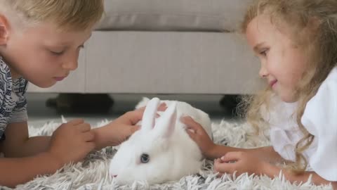 How Rabbits Choose Their Favorite Person