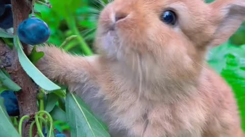 Cute rabbit video