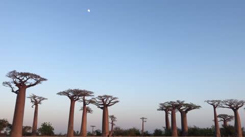 Baobab tree with the moon in the morning
