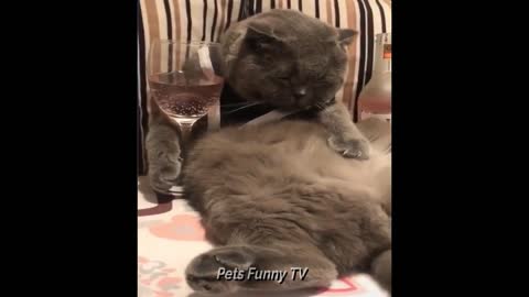 😇Funny Pets 😇 Try Not To Laugh 😇 | Funny Cats & Dogs | Funny Animal compilation