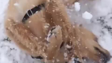 Close up of black white dog camera pans over to brown dog rolling around in grass snow