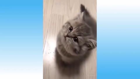 Cat Interacting with Owner
