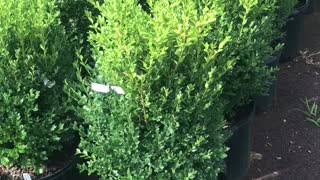 Green mountain boxwoods ready for pickup at Highland Hill Farm