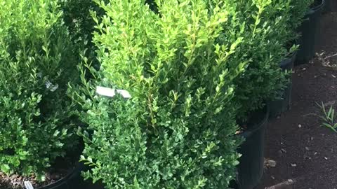 Green mountain boxwoods ready for pickup at Highland Hill Farm