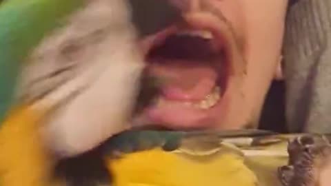 Parrot and Owner Have a Scream Off