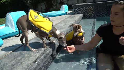 teaching little dogs how to swim