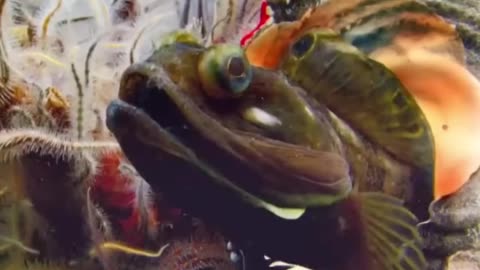 Sarcastic Fringehead 🐠 Mouth-to-Mouth Combat!