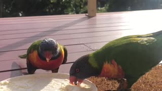 Australian Rainbow Lorikeets