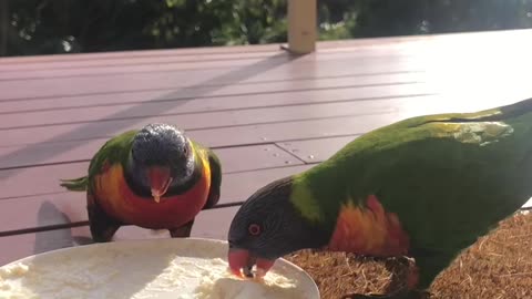 Australian Rainbow Lorikeets