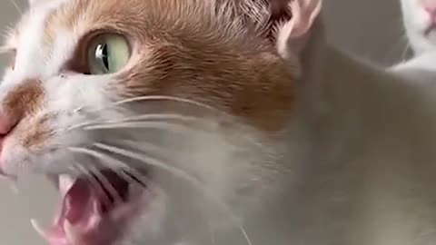 Cat Funny clip