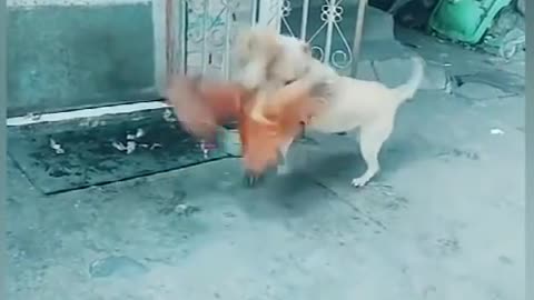 Dog fight vs big chicken funny dog fight