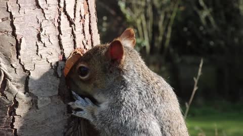Watch and enjoy how squirrels get their food from a tree trunk. Fun too
