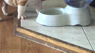 Billie the British Bulldog Makes Bubbles