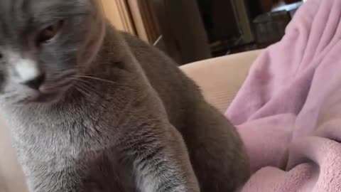 Cat giving massage