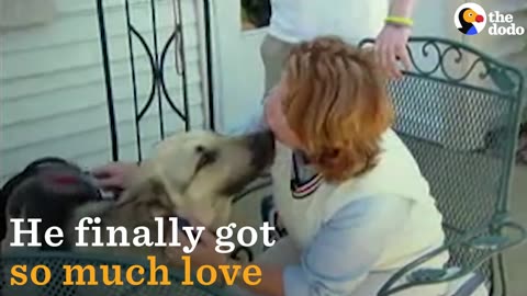 German Shepherd With HUGE Tumor Starts A New Life | The Dodo