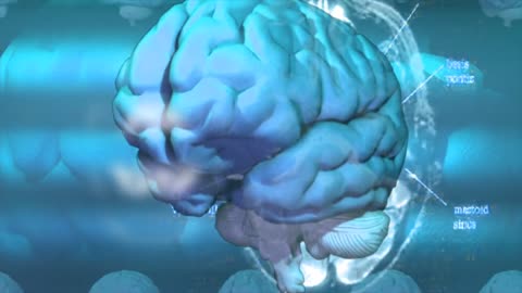 human medical anatomy human brain neurology