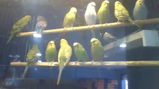 Muitos periquitos na loja de animais, os pássaros são lindos [Nature & Animals]