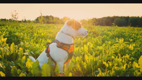 Dog Stock Footage Pet Animal Free HD Videos
