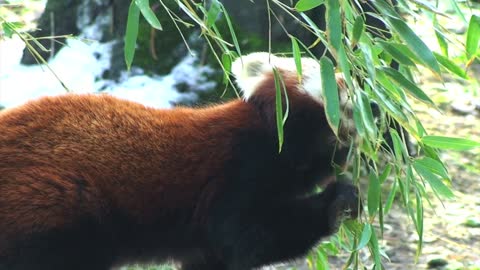 Red panda eats